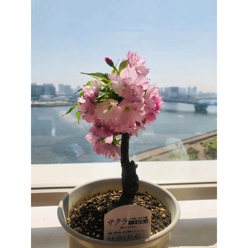 Newly harvested trees Japanese cherry blossom seeds flower potNewly