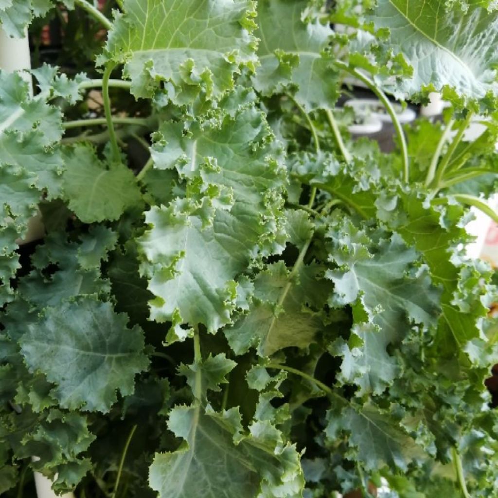 Dwarf Green Curled Kale *Seeds from SG* Shopee Singapore