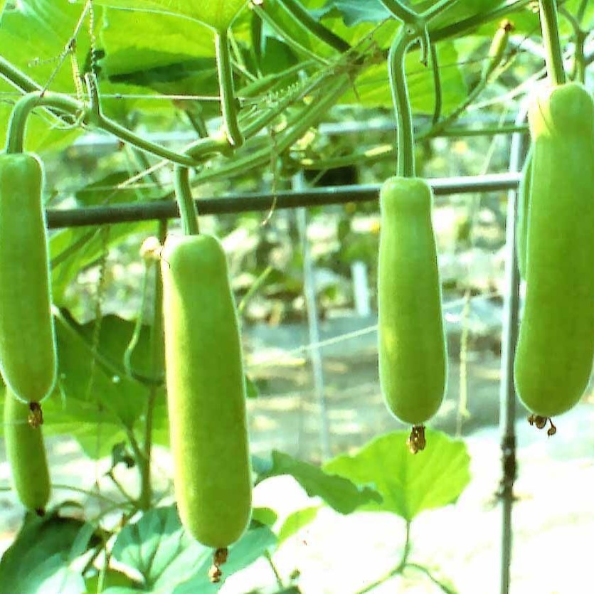 6 Bottle Gourd seeds Garden Seeds non-GMO Vegetable Seeds for planting herbs (fr SG)