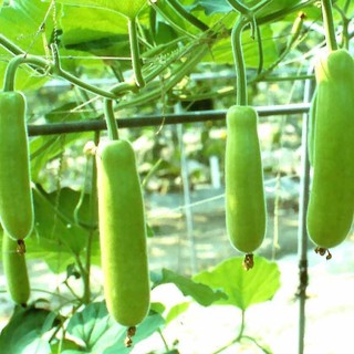 6 Bottle Gourd seeds Garden Seeds non-GMO Vegetable Seeds for planting herbs (fr SG) #2