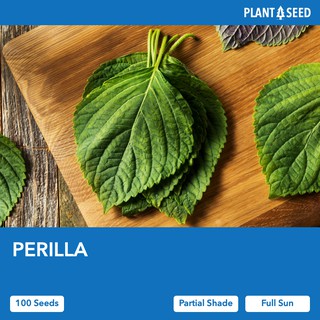 PERILLA [100 Herb Seeds for Planting] - Local SG Seller! Fast Delivery!