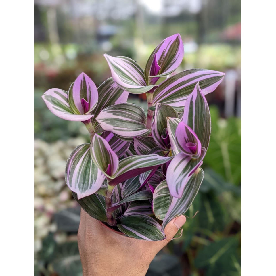 Pink Wandering Jew Plant - Exotic Looking, Beautiful, Fuss-Free House ...