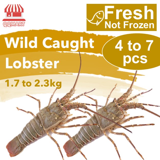 QQMart Fresh Seafood - Wild Caught Fresh Lobster, Not Frozen [Direct From Fishery Port to your Doorstep]