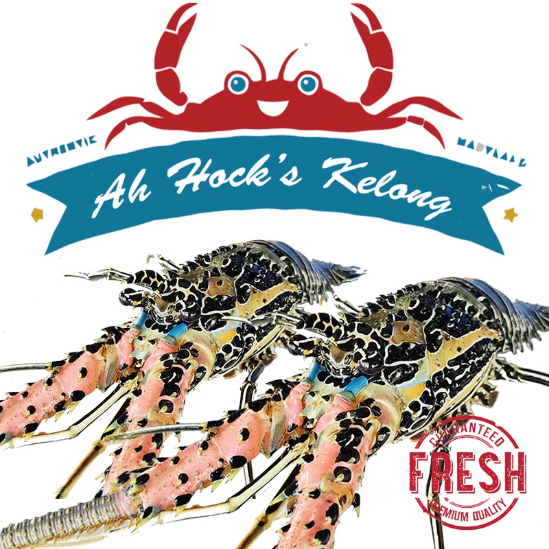 Live Rock Lobster - 500g Up