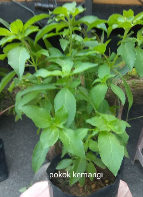 Kemangi Leaf Pokok Lemon Basil Shopee Singapore