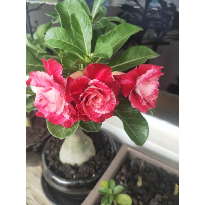 Sgseller Adenium Seeds 富贵花种子 Desert Rose Seeds 沙漠玫瑰种子 Flower Seeds Shopee Singapore