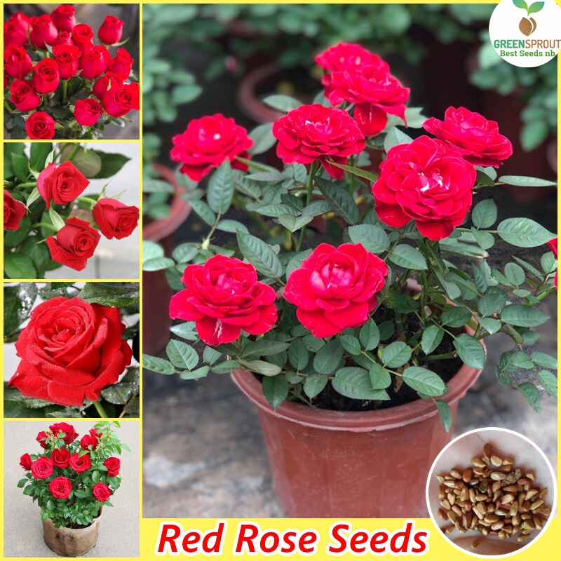 Red Rose Seeds for Planting (200 seeds/pack) Garden Flower Plant Seed  Bonsai Flowering Live Plants Gardening Flower Seed | Shopee Singapore