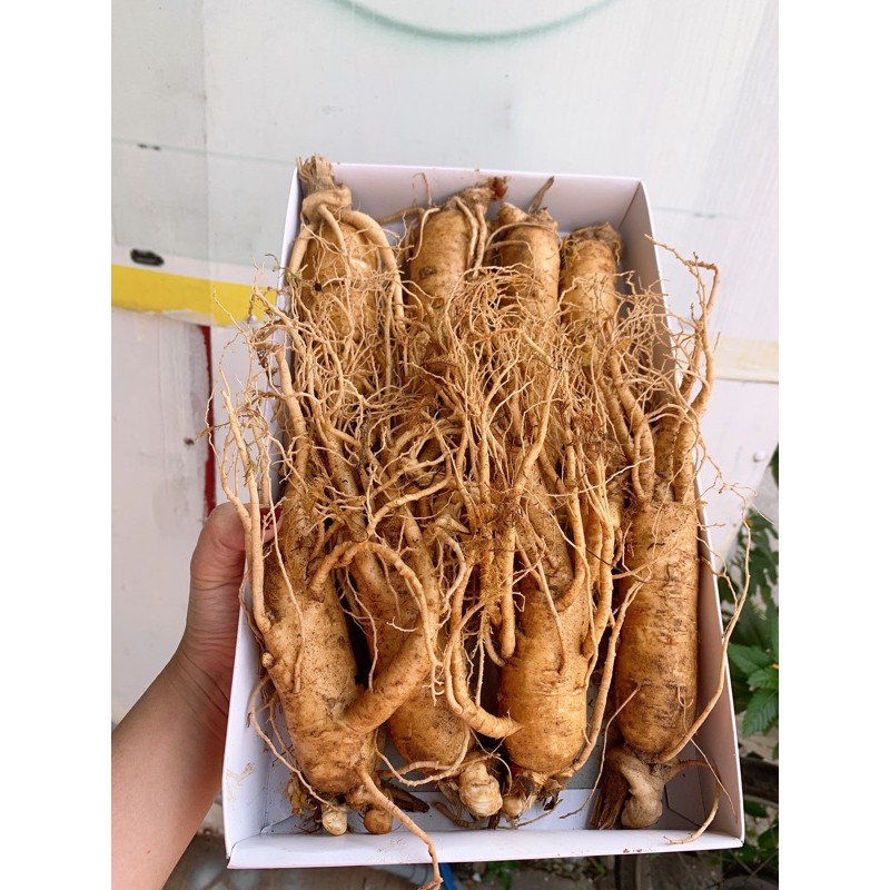 Fresh Korean Ginseng Type 8 1kg Tubers Shopee Singapore