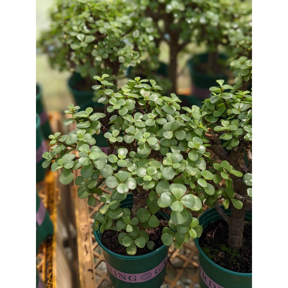 Portulaca Afral Jade Plant Beautiful and Easy Care Lucky Plant