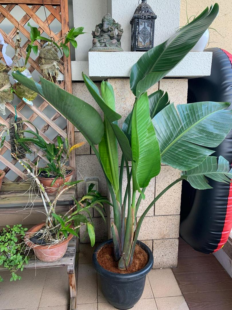 Strelitzia reginae, Birds / Bird of Paradise Tropical Potted Plant (1 -   height) | Shopee Singapore