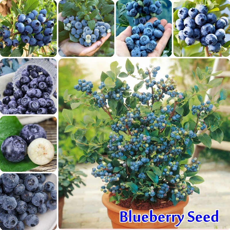 30 Seeds Blueberry Seed for Planting American Giant Blueberry Plant