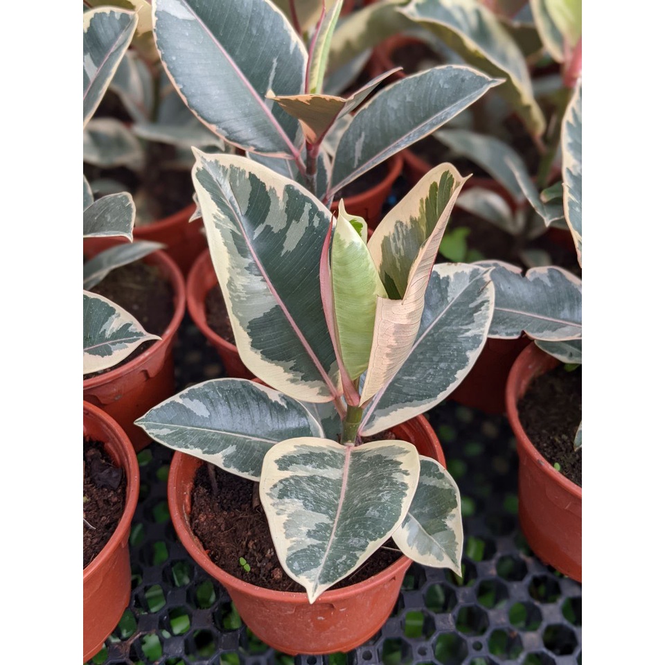 Rubber Tree Ficus Sylvia Easy Care, Fuss Free Houseplant Shopee
