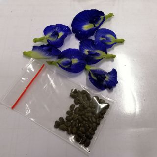 FREE SHIPPING Normal Mail Butterfly Blue Pea Flower Seeds FREE SHIPPING Normal Mail Butterfly Blue Pea Flower Seeds