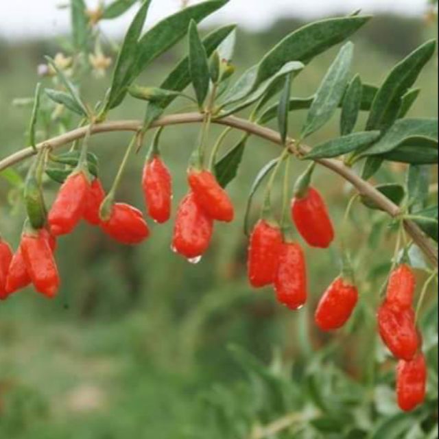 Pokok Buah Goji Yg Banyak Khasiat Shopee Singapore