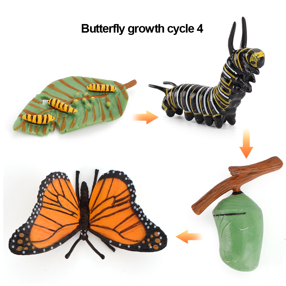 Plastic Insect Growth Stage Lifelike Butterfly Life Cycle Model Play Set for 