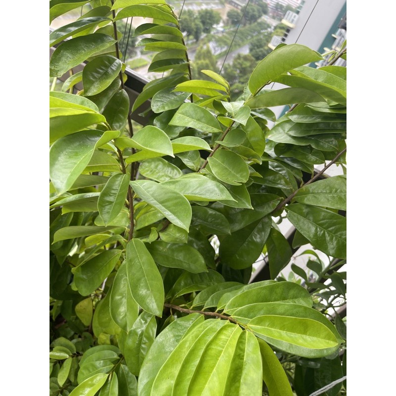 Fresh Soursop leaves(60gm) Shopee Singapore