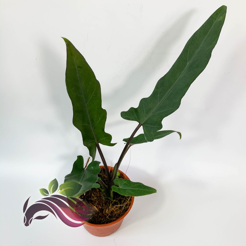 Indoor Alocasia Lauterbachiana By Ls Group Shopee Singapore