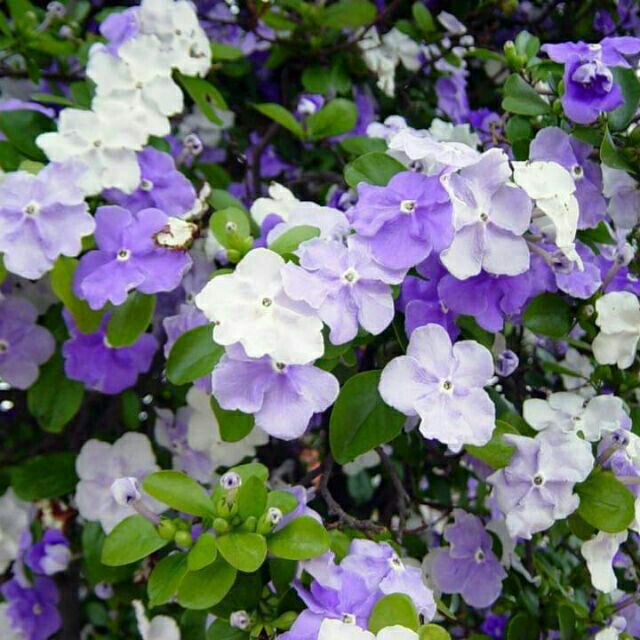 Bunga Purple Showers Ruellia Brittoniana Kujie2 Com