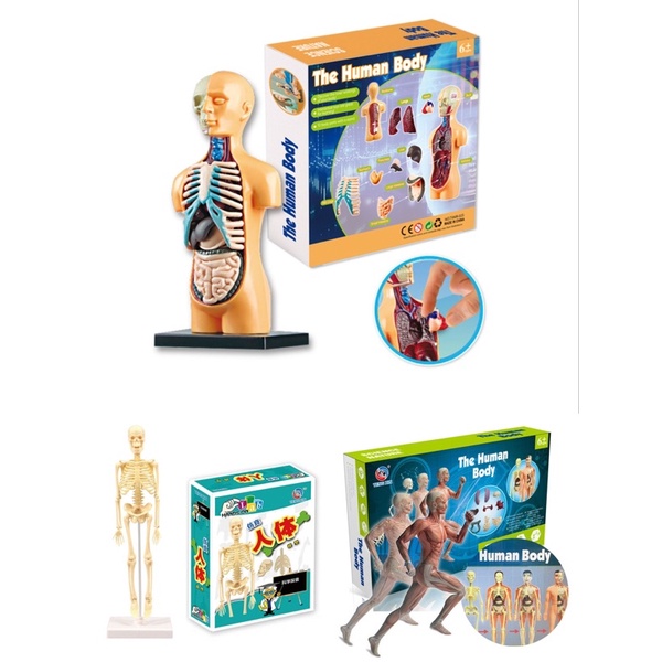 3D Human Skeleton Organ Assembly Model Human Body Educational Toys