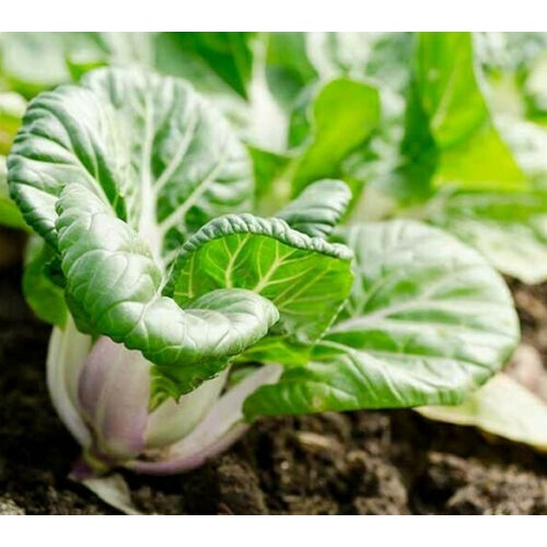 Bok Choy Pak Choi Nai Bai Extra Dwarf 300 to 400 seeds Vegetable ...