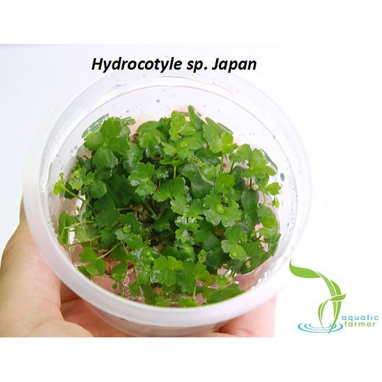 Aquatic Farmer Hydrocotyle Tripartita Japan Tissue Culture Plants Shopee Singapore