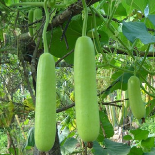 6 Bottle Gourd seeds Garden Seeds non-GMO Vegetable Seeds for planting herbs (fr SG) #1