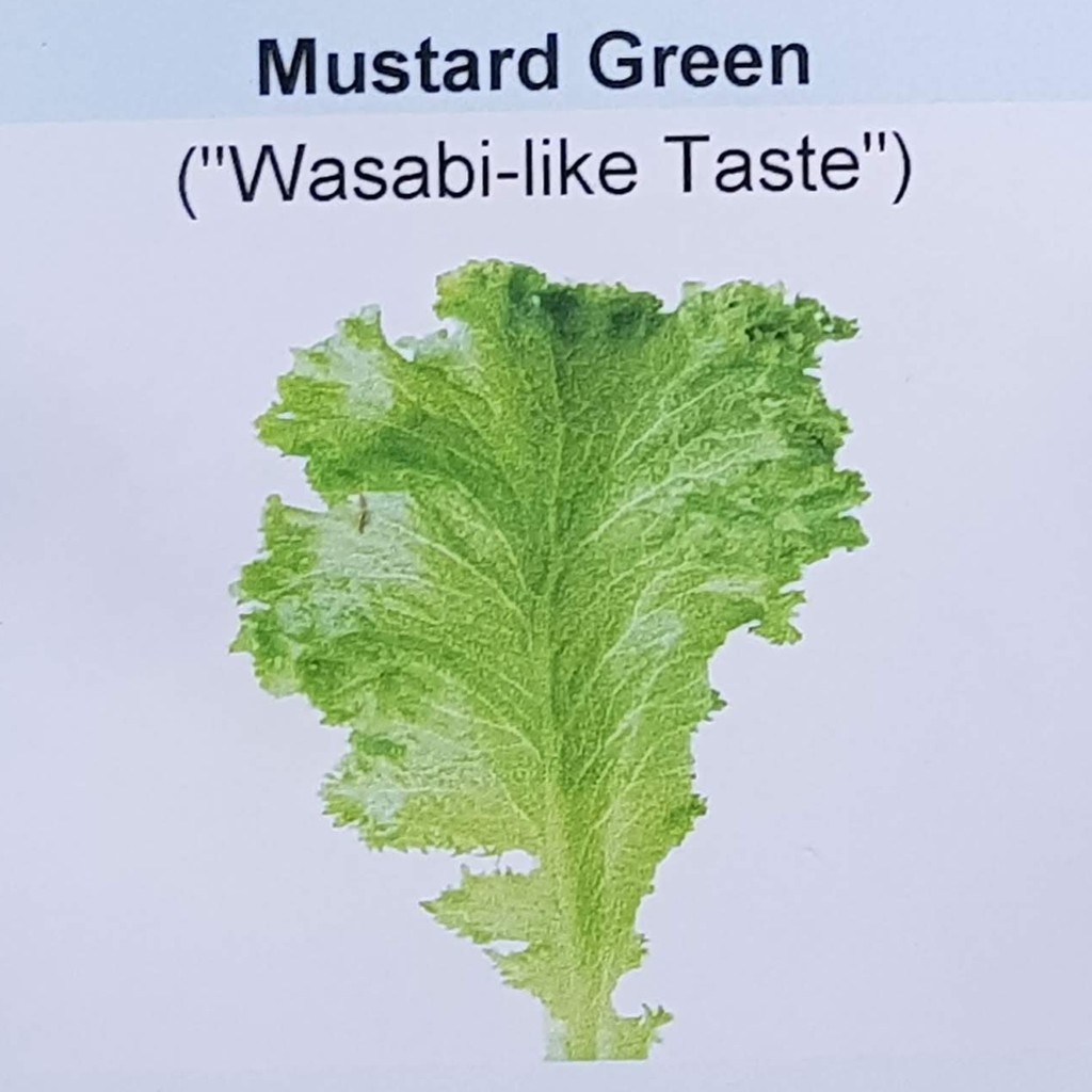 150 Wasabilike taste Mustard Green seeds (fr SG) Shopee Singapore