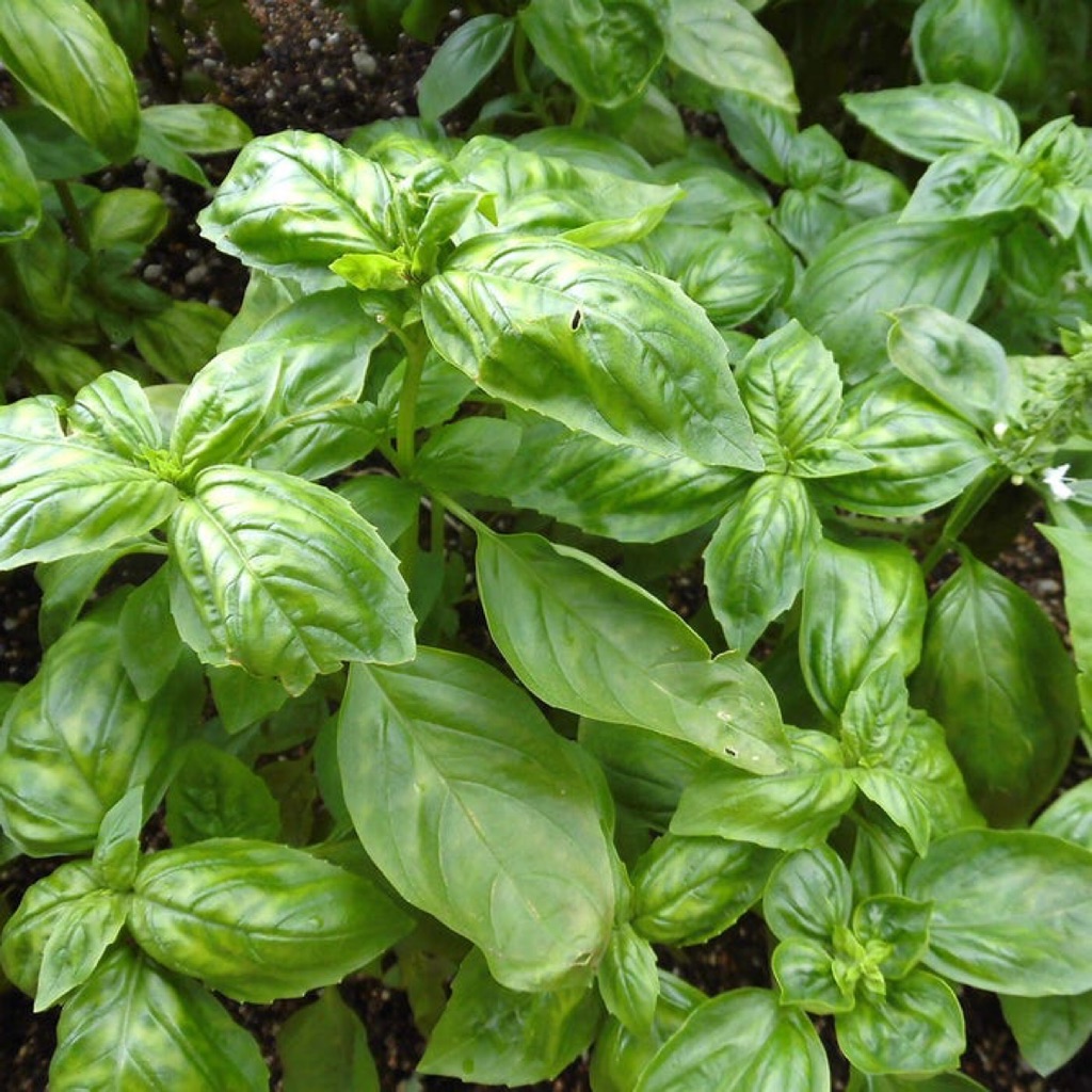 [100 SEEDS] FOR PLANTING Sweet Basil Seeds Shopee Singapore