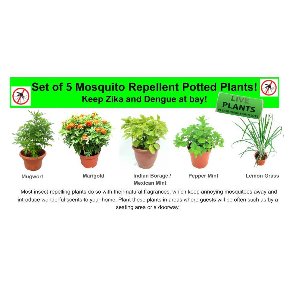 Set Of 5 Mosquito Repelling Potted Plants Keep Zika Dengue At Bay Marigold Mint Indian Borage Lemon Grass Etc Shopee Singapore