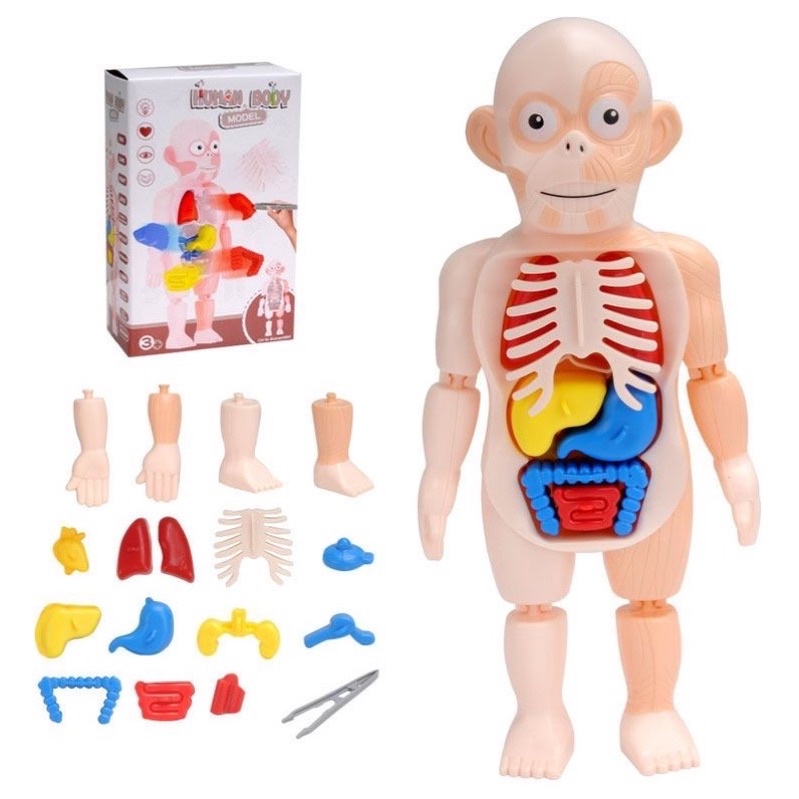 [SG] STEM Toys Kids Learning Human Body Organ System DIY Toys Science