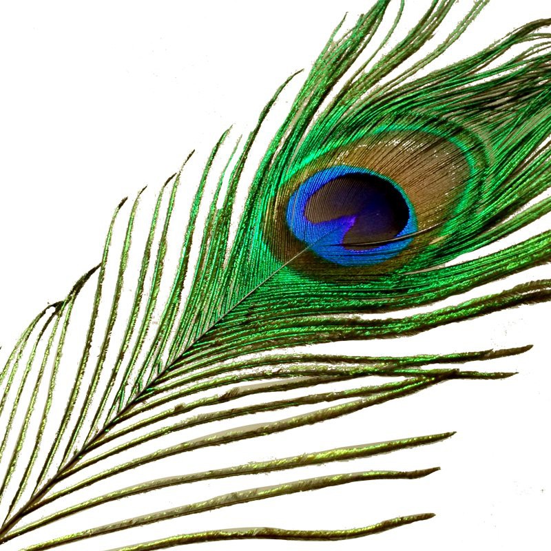 Natural Peacock Feathers Tail Home Decoration pin zhen Peacock Feather  Ornament Peacock Fur Vase Decoration Phoenix Feat | Shopee Singapore