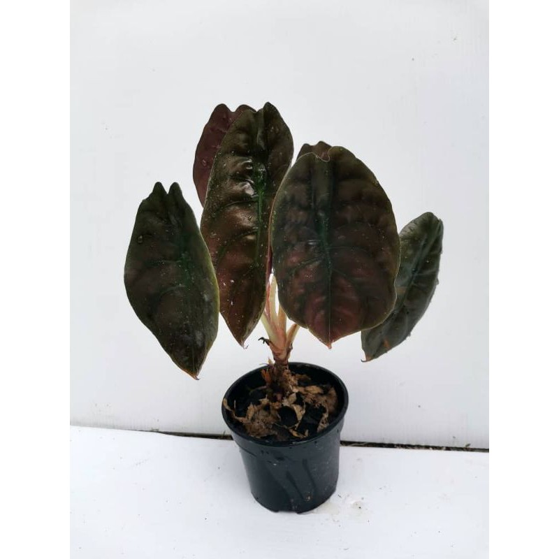 Alocasia Cuprea Red Secret Shopee Singapore