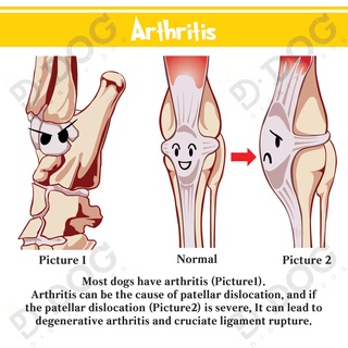 【 DIGNITYDOG 】 Korean pet health training supplies joint knee patella protector sprain prevention black S M L types #1