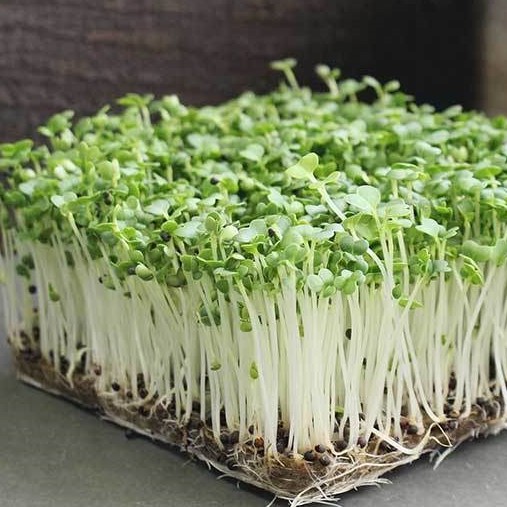 8g Pak Choy Microgreen seeds Sprout seeds (fr SG) | Shopee Singapore