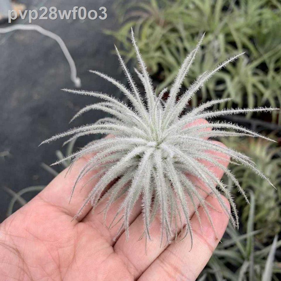 Air Pineapple Feather Duster No Soil Green Planting lazy plants in the