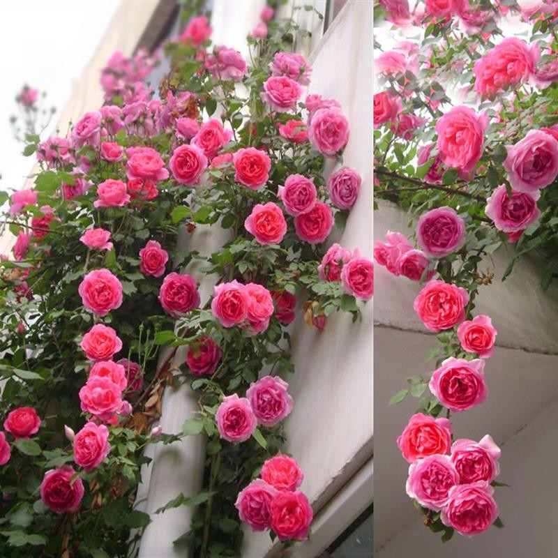 Rose Seed Climbing Vine Chinese Rose Seed Year-round Flowering Climbing  Vine Climbing Flower Plant Flower Sea Landscape | Shopee Singapore