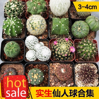 Real Life Cactus Cactus Collection Artifical Cereus Decorative Good Root System Easy-to-Feed Novice Combination Short Ha