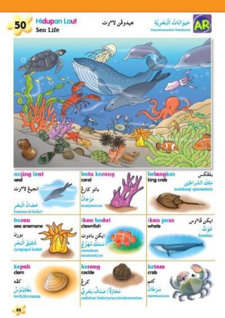 Mh Rainbow Dictionary With Ar B Melayu B Inggeris Jawi B Arab Shopee Singapore
