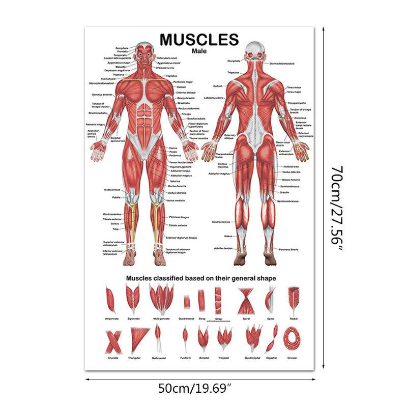 Crush Professional Human Muscular System Anatomical Chart Human Muscle Anatomy Poster For Education Lecture 19 69 X 27 56 Shopee Singapore