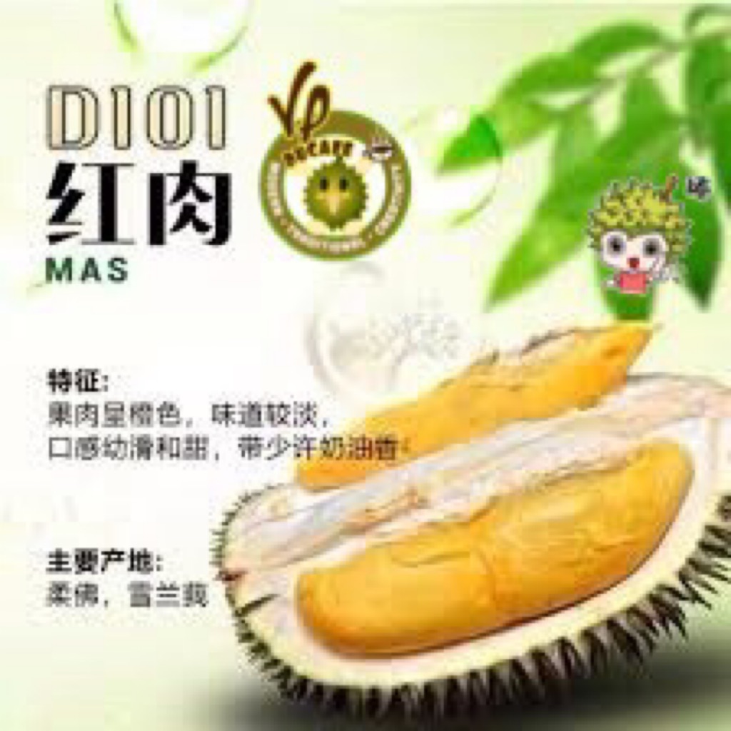 D101 Durian 400g Freshly Frozen Vacuum Pack Shopee Singapore