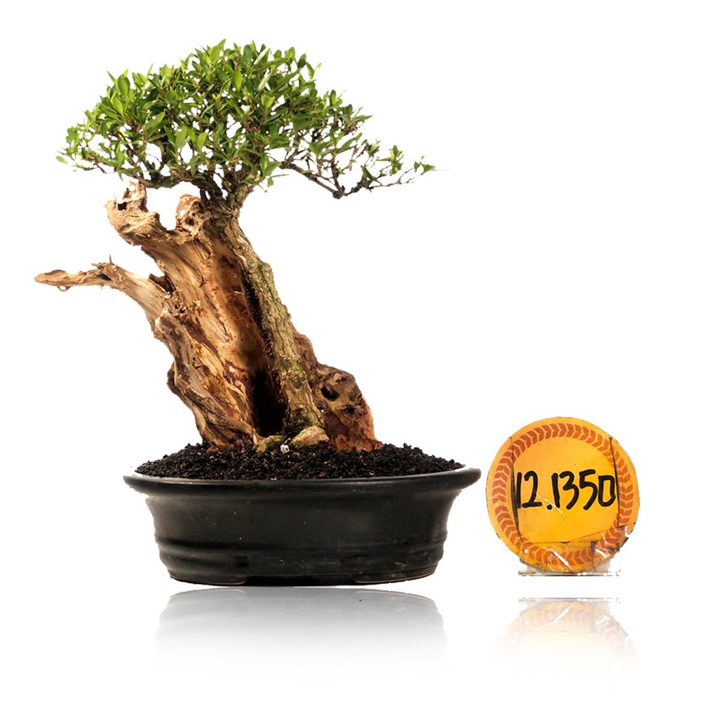 Bonsai Serissa Foetida 12 1350 With Tanuki Shopee Singapore