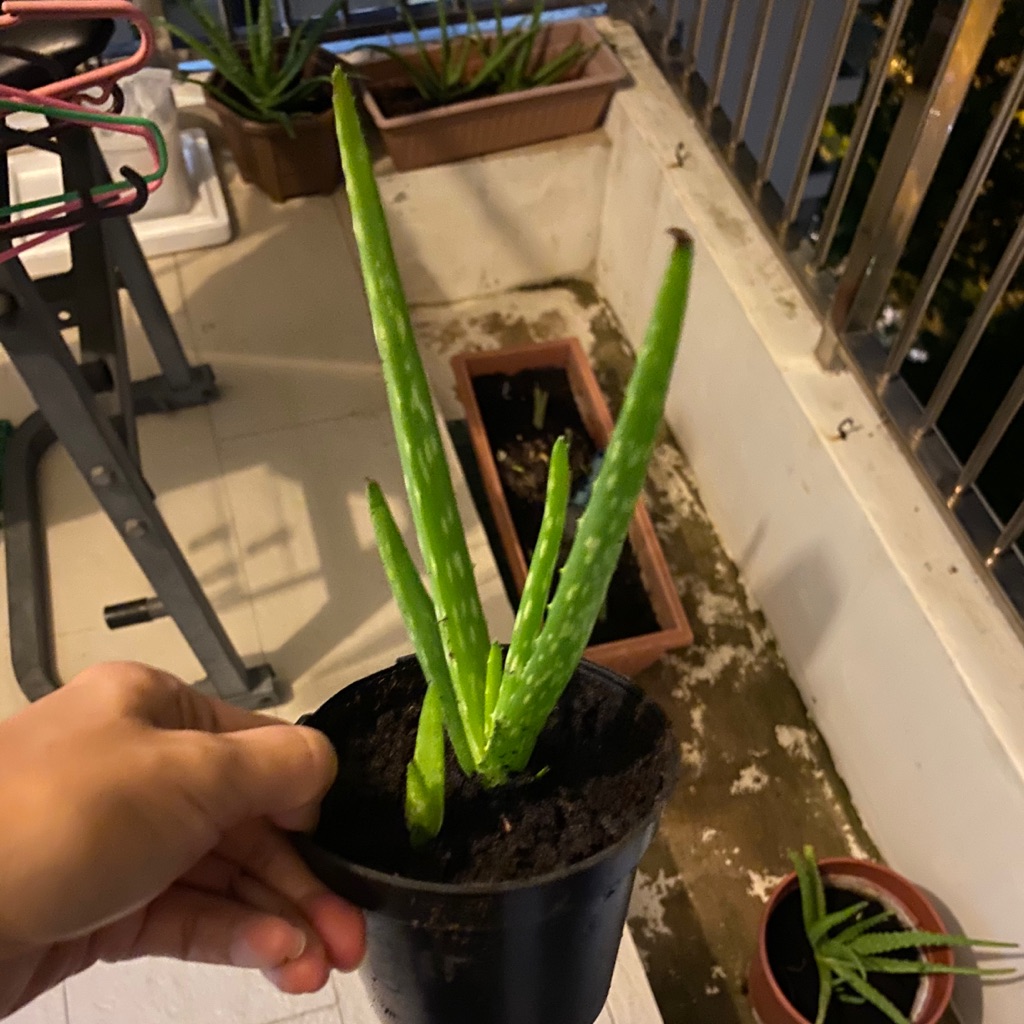 Organic young aloe vera edible plant Shopee Singapore