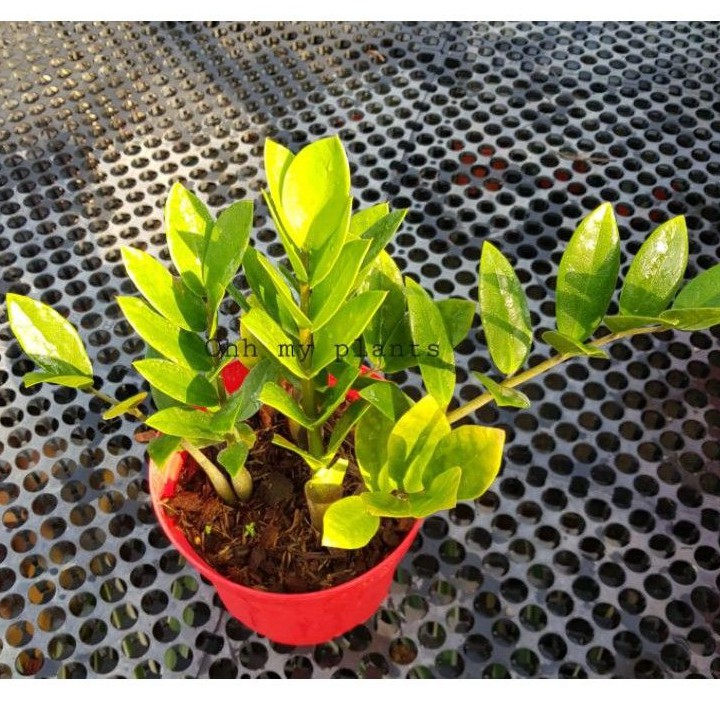 ZZ plant the natural air purifier (7 8 inch tall