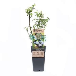 vaccinium cor