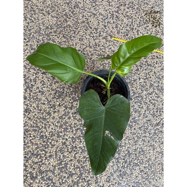 Philodendron Maximum T4800wj Shopee Singapore