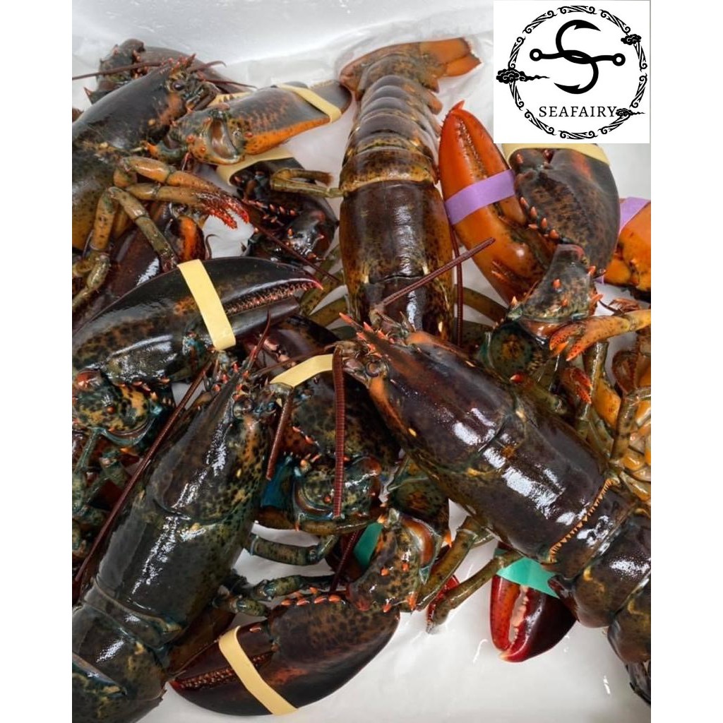 Live Boston Lobsters 活野生波斯顿龙虾