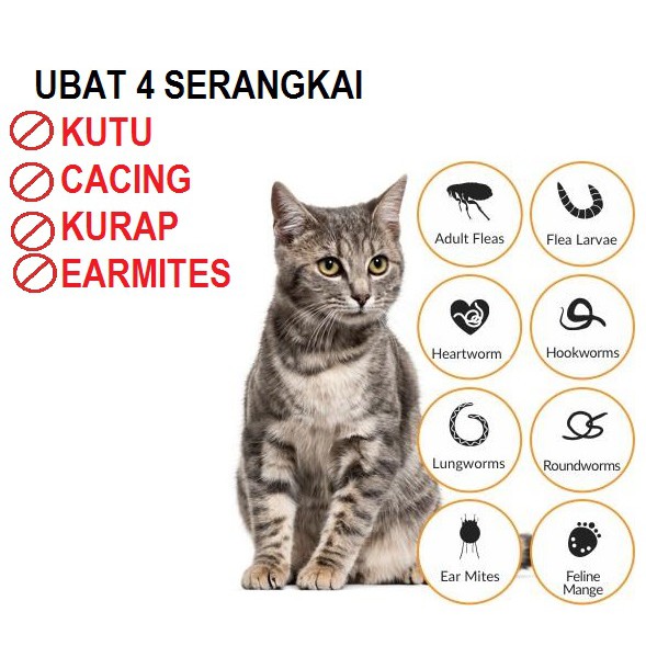 Shop Malaysia Ubat 4 Serangkai Worms Dog Cat Earmites Dog Cats Cat Dog Antiflea Earmites Fungus And Worm Shopee Singapore