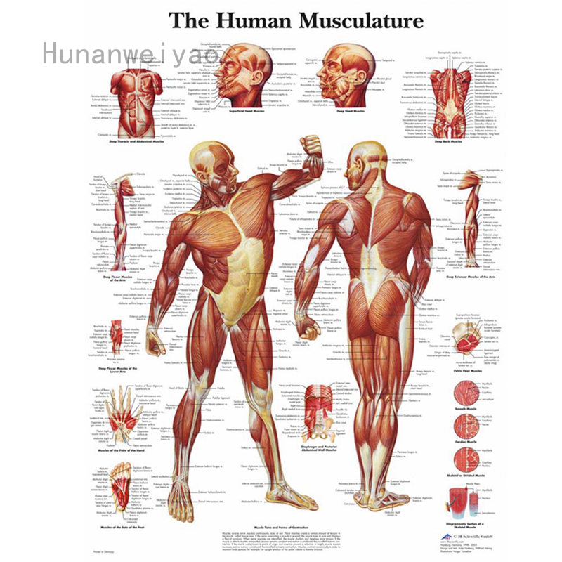 Toy Story Store Chuanyanshangmao Harmonious999 Baihuijianzhu Muscular System Human Muscle Anatomy Chart Body Educational Poster Shopee Singapore