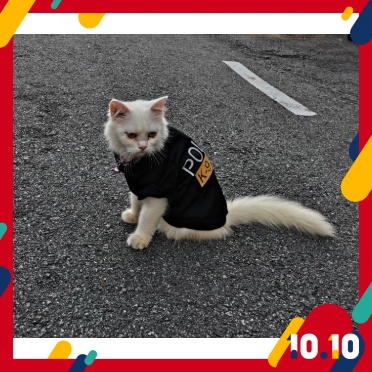 Baju Raya Kucing Murah Ready Stock Malaysia 2021 Pakaian Haiwan 