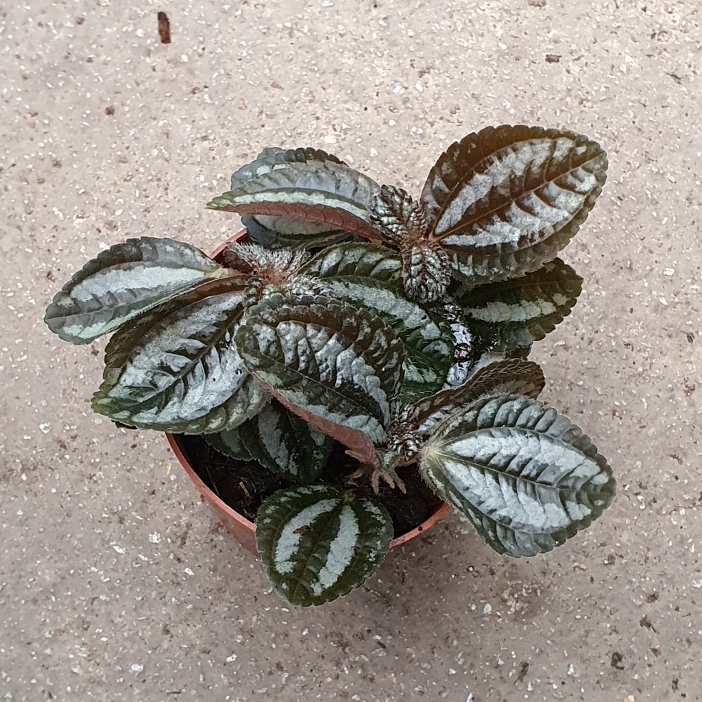 Pilea involucrata Pan Am (Friendship Plant) Very Small *Houseplant